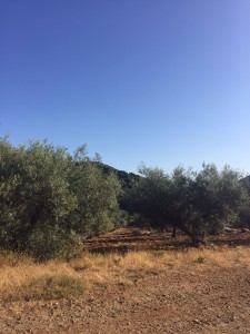 ballade plantation d'oliviers Jeune Buchinger Marbella