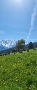 stage de sophrologie dans la nature 4 escapade sophro