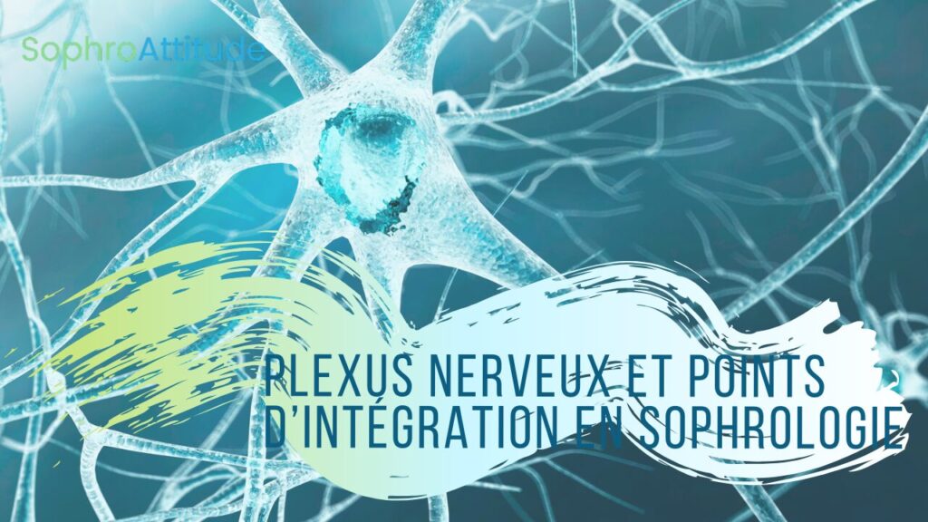 Plexus nerveux et points d'intégration en sophrologie