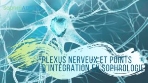 Plexus nerveux et points d'intégration en sophrologie